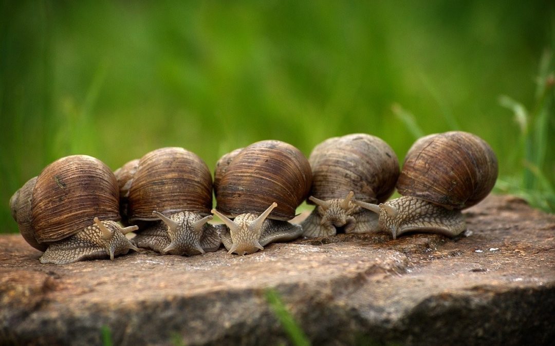 Combien De Temps Laisser La Bave D Escargot Sur Le Visage Bave d escargot : les bienfaits du mucus d’escargot pour la peau.
