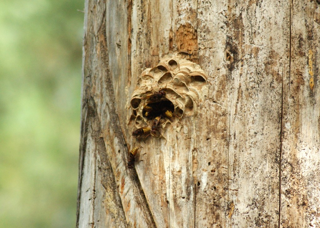 Frelon européen Tout savoir sur l’allié des abeilles