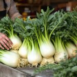 saison fenouil france