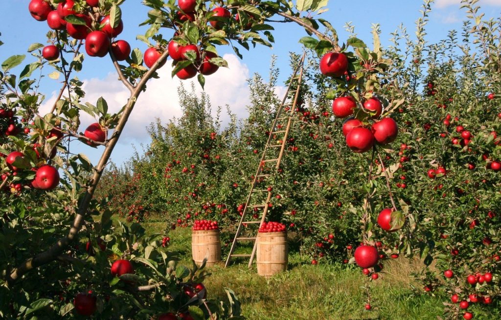 pomme bio