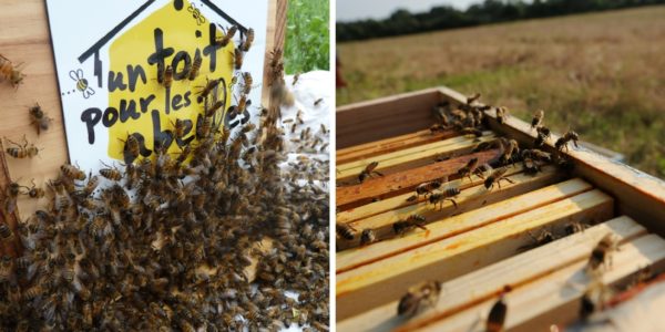 Parrainer une ruche, la solution ultime face au déclin des abeilles