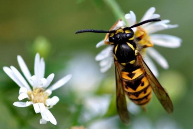 Frelon Europeen Tout Savoir Sur L Allie Des Abeilles