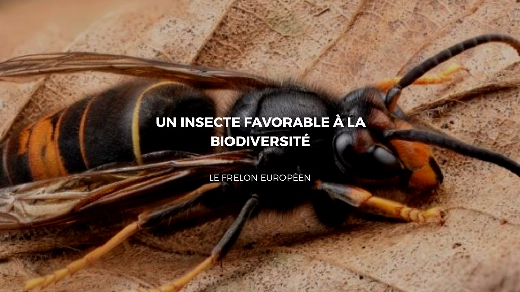 Frelon Europ en Identification GASC