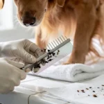 comment enlever les puces d un chien rapidement