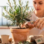 tailler un olivier en pot