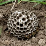 nid de guepe dans le sol