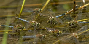 insectes des eaux douces 8 lettres