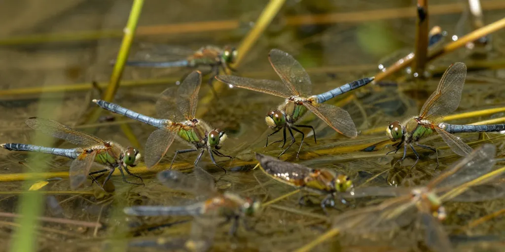 insectes des eaux douces 8 lettres