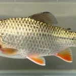 poisson d eau douce 5 lettres