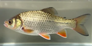 poisson d eau douce 5 lettres