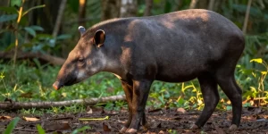 especes de tapirs en 6 lettres