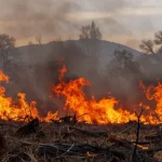 incendie de forêt dans le sud-est des bouches-du-rhône