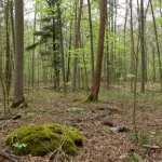 parc naturel régional de la forêt d'orient