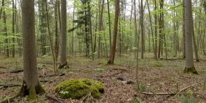 parc naturel régional de la forêt d'orient