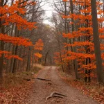 balade en forêt autour de moi