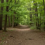 promenade en forêt autour de moi