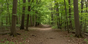 promenade en forêt autour de moi